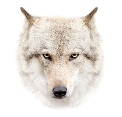 sales wolves hate culture five